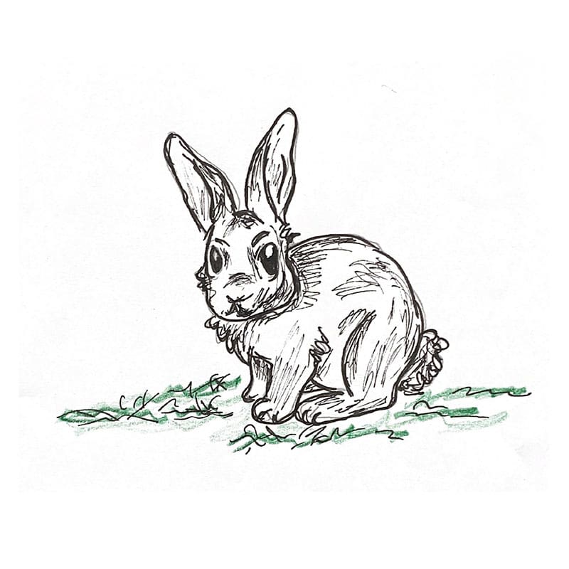 טל על הדשא עוברת ארנבת